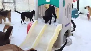 Let Your Black Lab Slide