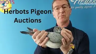 Top Quality Breeder Racing Pigeon For Sale In Herbots Pigeons Auction