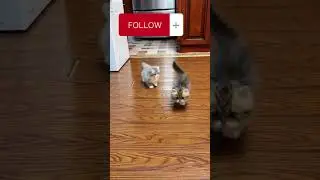 gatti divertenti,animali divertenti,gatti,video divertenti di gatti,animali