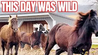 The Horses Went BALLISTIC!!!