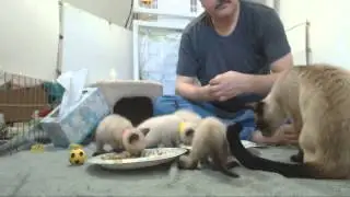 Clone Trooper Kittens - Evening 8-1