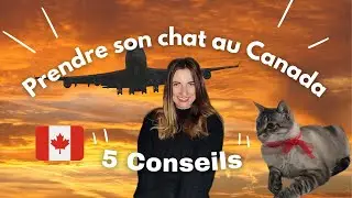 &bull;Partir au CANADA avec son CHAT 🇨🇦 (5 petits conseils &agrave; savoir)