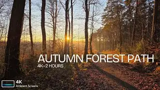 Autumn Forest Path | 4K Ambient Still Image for TV