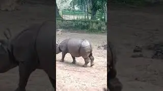 Assam State Zoo Rhino#Guwahati#🦏❣️ subscribed