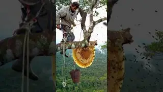 This tree is full of giant bee hives #wildlife #honey #hunting #bee