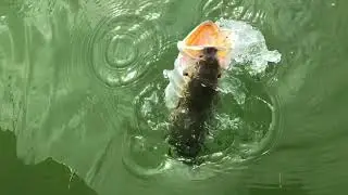 Dunedin Fishing Charter - 727-31-0111
