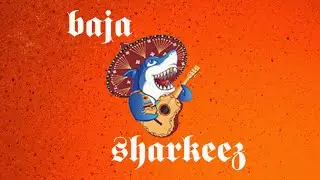 Fusion Flow | Intro Jam & Egyptian Camel Ride | Baja Sharkeez 2016 #newbands #livemusic #bands #rock