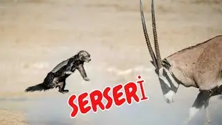 Afrika&rsquo;nın Serseri &Ccedil;ocuğu &ldquo;Bal Porsuğu &ldquo; #wildlife #animals #medyabilgini 