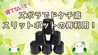 安いけど更に再利用！ドケチが黒ビニールポットを再利用するかなり簡単な方法教えます！