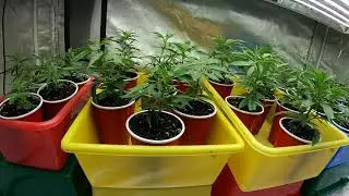 Growing Cannabis Clones