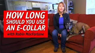 How Long Should My Dog Wear an E-Collar?