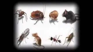 Pest Control in London | 0203-475-2959 | 24 hour Pest Control London