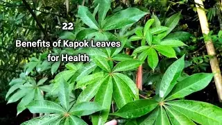 Benefits of Kapok Leaves for Health