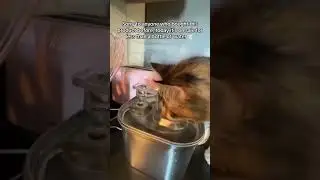 Stainless Steel Water Fountain: Perfect for Pets, No More Plastic!