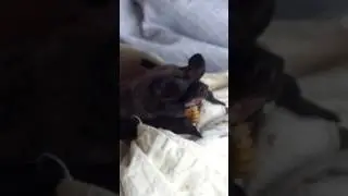 Florida bonneted bat feeding!