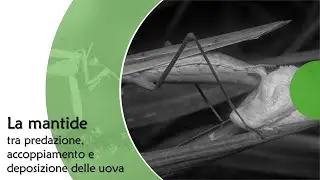 La Mantide tra predazione, accoppiamento e deposizione delle uova.