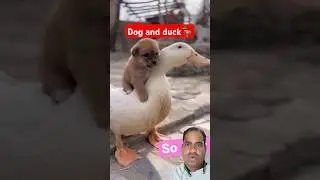 #dog #duckdog #cute #duck #duckfamily #funny #ducklove #puppy #kids #kidsvideo #shorts