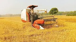 How old mechanism well work would amazing Rice mechanism starring big boy starring village life