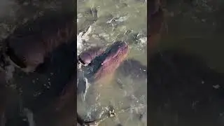 Огромные рыбы #giantfish