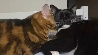Heart-Melting Moment: Cats Sleeping Face to Face
