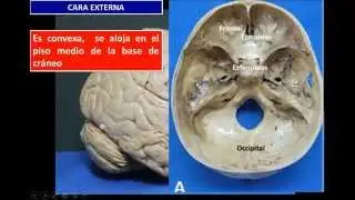 Neuroanatom&iacute;a del l&oacute;bulo temporal