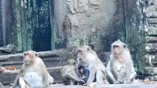 Heart Of Mom Jane ! Jane monkey recuse Janna with hug jody after janna got seriously attack