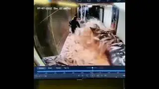 Fish overflowing the conveyor