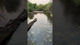 Sawmill Canyon, Idaho, located in the Salmon-Challis National Park