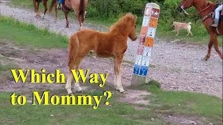 The Best Thing at Grayson Highlands State Park - Wild Pony Babies, and Driving up WhiteTop Mountain