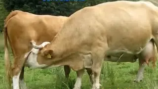 Bull Breeding Cow Milk | Big Bull Drinking Milk | Bull feeding cow milk 