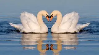 All Swan Species and Information
