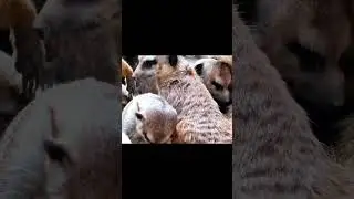 Meerkat&rsquo;s in a CUDDLE PUDDLE!