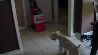 Rug Doc