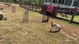 Agility - teaching basic jump value with Chippie