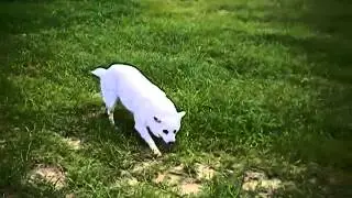 Dog Gets Sprayed By Skunk!!
