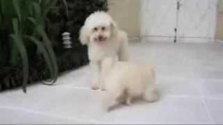 Buddy Pet Door - Porta de Passagem para C&atilde;es e Gatos