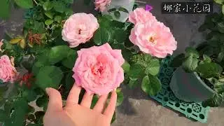 月季的花型花色直立性，会随着哪些因素发生改变？