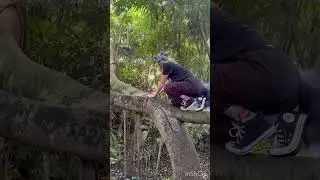 Lil leopard climbing tree