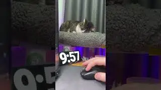 🌴 Клиент из Вануату: райские острова и $63 за быстрый проект