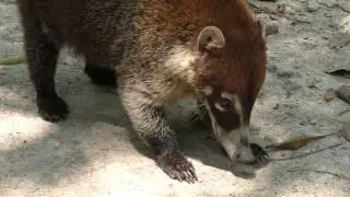 Meeting pizotes in Guatemala