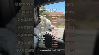 Возраст Вашей собаки в человеческих годах!!
