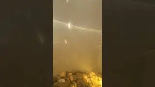 🐬🐳🐉🐲🐊🦭🐋🦈 