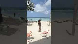 #abcislands #aruba #onehappyisland #flamingo #flamingoisland #arubaonehappyisland #travel