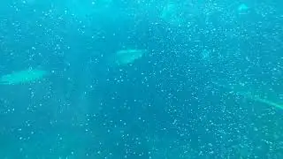 イセゴイ【箱根園水族館】【Pacific tarpon】
