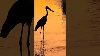 Pafuri sunsets remind us of the delicate balance between preserving nature's beauty and enjoying it!