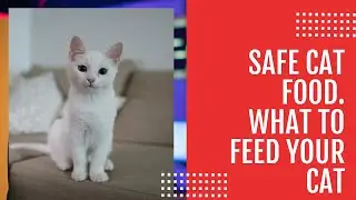 Safe Cat Food | What to Feed Your Cat | Cat Care (re-upload)