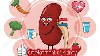 Embryology// development of urinary system lecture part 01