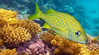 French grunt and tarpons in an artificial reef