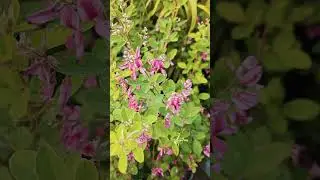 Jaaniye bush clover plant k baare me #medicinal #beneficial #useful #fruitfull i