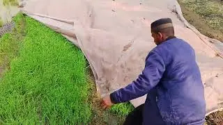 Agricultural modernization.❤️
